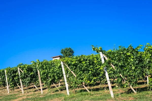 Piemonte Hegyek Olaszországban Monferrato Területén Szcenírozott Táj Nyári Szezonban Szőlőskerttel — Stock Fotó