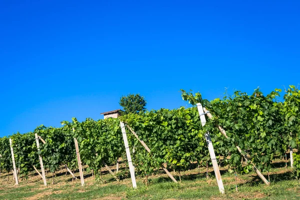 Piedmont Hills Italy Monferrato Area Scenic Countryside Summer Season Vineyard Royalty Free Stock Photos