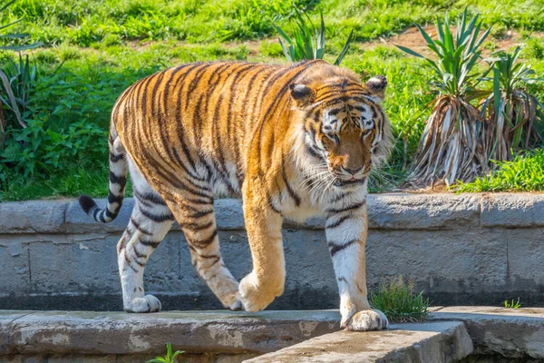 Tigre Enojado Zoológico Vida Silvestre Uno Los Carnívoros Más Grandes —  Fotos de Stock