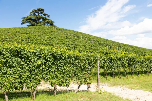 Campo Panorâmico Região Piemonte Itália Scenic Vineyard Hill Perto Barolo — Fotografia de Stock