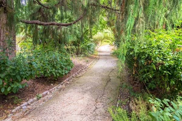 Relaxační Klidná Stezka Botanické Zahradě Během Letní Sezóny — Stock fotografie