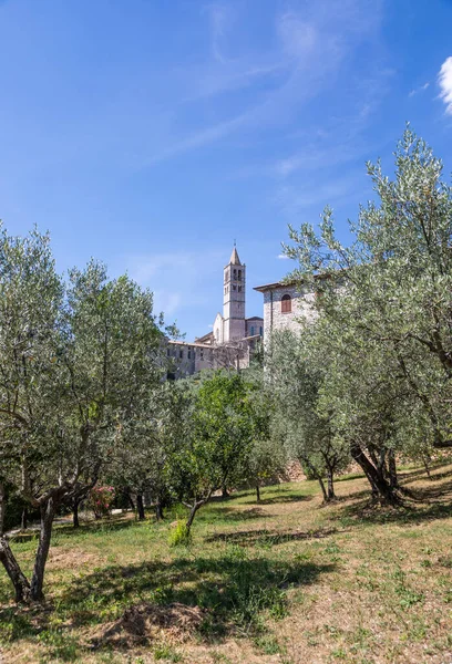 Olivi Assisi Paese Umbria Italia Città Famosa Più Importante Basilica — Foto Stock