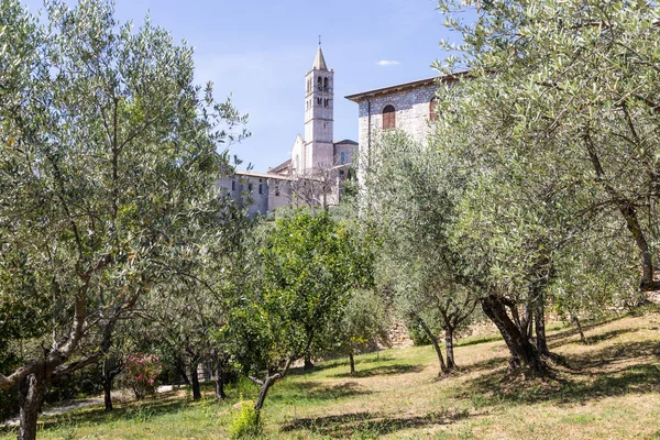 Olijfbomen Assisi Dorp Umbrië Italië Stad Beroemd Belangrijkste Italiaanse Sint — Stockfoto