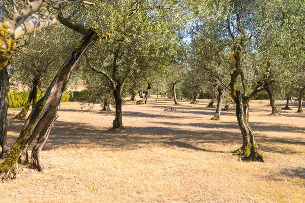 Olive Tree Cultivation Italy Organic Outdoor Plantation Rural Scenery Location —  Fotos de Stock