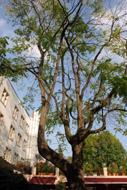 Almanya 'nın Köln şehrinden bir ağaç dalı