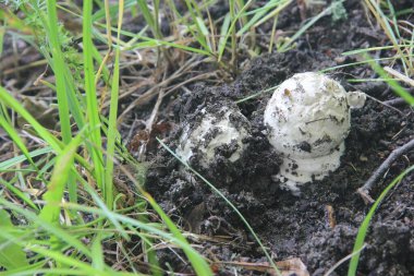 Orman mantarları, vahşi orman, mantar arayışı.