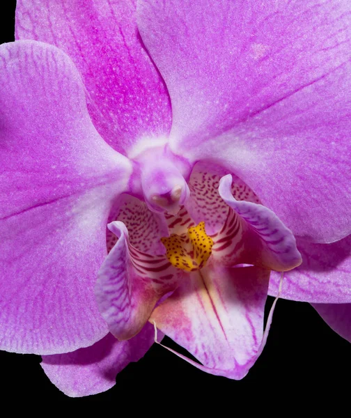 Orchid Bright Pink Large Flower Close — Stock Photo, Image
