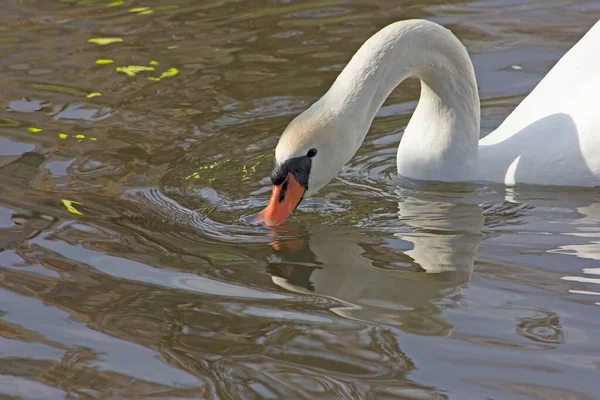 Cisne Branco Fundo Água Azul Galinhas Aquáticas — Fotografia de Stock