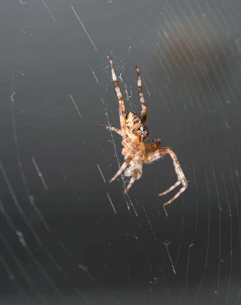 蜘蛛网是由蜘蛛 昆虫为捕食而编织而成的网 — 图库照片