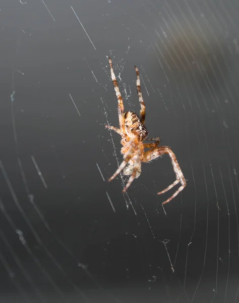 Teia Tecida Por Aranha Macro Insetos Caçam Por Presas — Fotografia de Stock