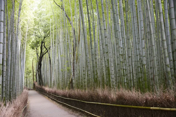 Bamboo Grove, Arashiyama, Quioto — Fotografia de Stock