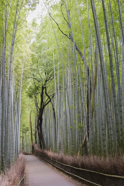 Bambu grove, arashiyama, kyoto