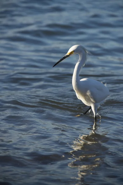 Great White Heron — Stock Photo, Image