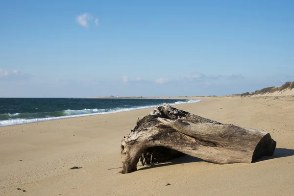 Cape cod ulusal deniz kıyısı