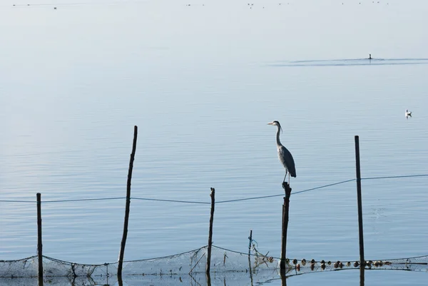 Ptaki w la albufera, Walencja — Zdjęcie stockowe