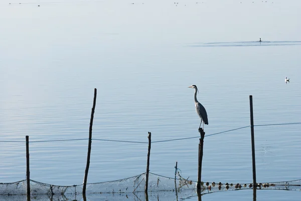 Πουλιά σε la albufera, Βαλένθια — Φωτογραφία Αρχείου