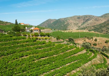 douro Valley üzüm bağları