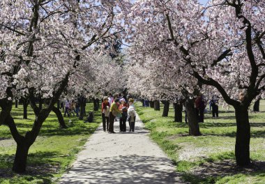 badem ağaçları, madrid