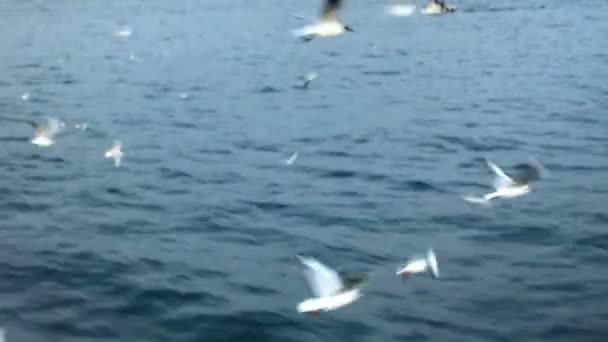 Flock of seagulls on the sea — Stock Video
