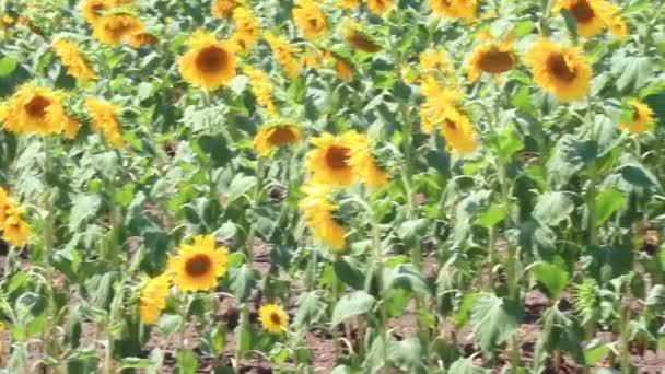 Sunflower field — Stock Video