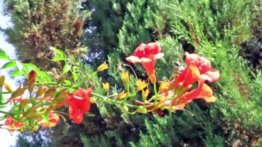 Hibiscus Şubesi
