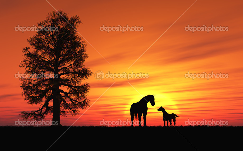 Sunset With Horse Stock Photo Kirschner 12823875