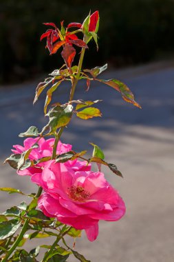 pembe Gül