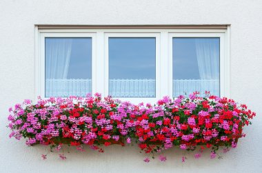 Flower Window clipart