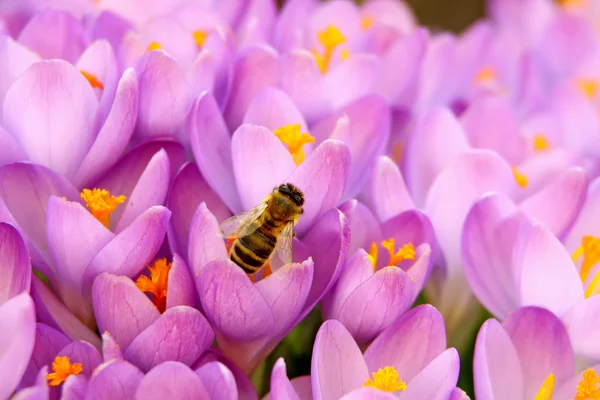 クロッカスの花壇で蜂 — ストック写真