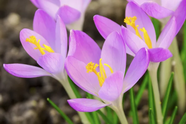 Crocus — Stockfoto