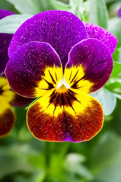 Färgglada pansy — Stockfoto