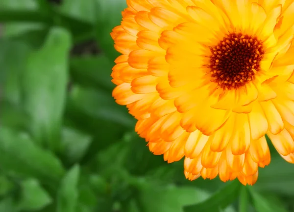 Marigold — Stockfoto