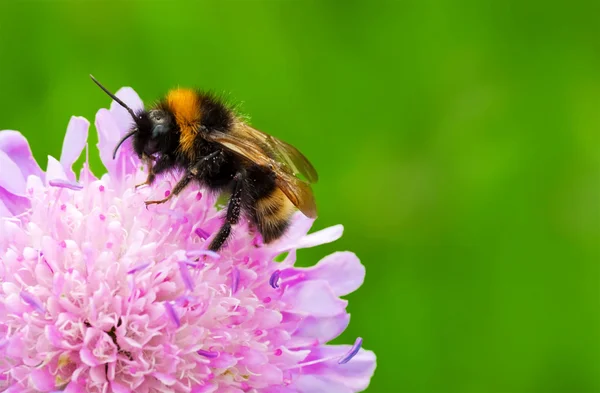 Abeja de bacalao —  Fotos de Stock