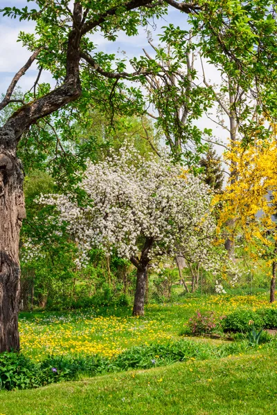 Apfelbaum lizenzfreie Stockfotos