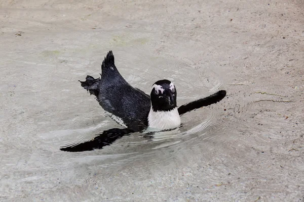 Schwimmpinguin — Stockfoto