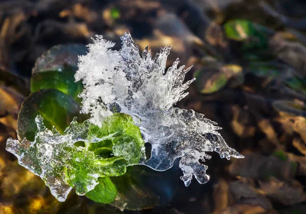 Лід кристал — стокове фото