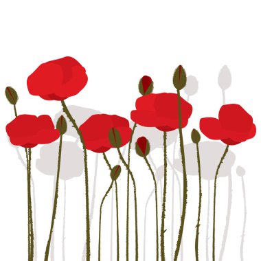 Beyaz arkaplanda el çizimi gelincikler