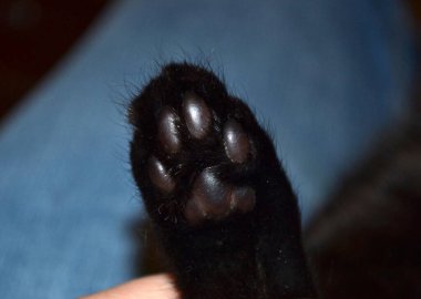 Siyah kedi pençesi. Yakın plan.