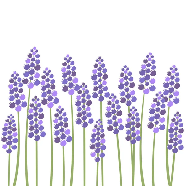 Field Lavender White Background — Stock Vector