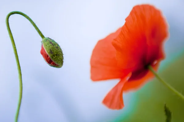 Flower, red poppy (Papaver) , close-up — Stock Photo, Image