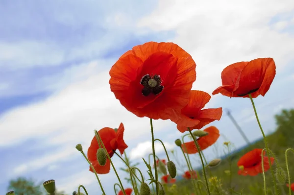 Flower, red poppy (Papaver) , close-up — Stock Photo, Image