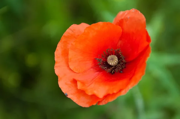 Flower, red poppy (Papaver) , close-up — Stock Photo, Image