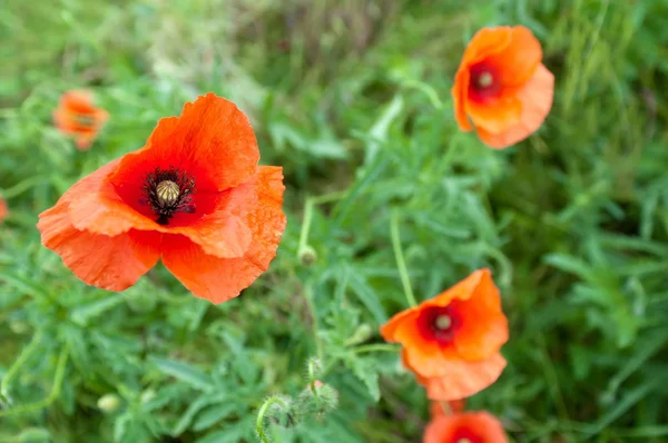 Flower, red poppy (Papaver) , close-up — Stock Photo, Image