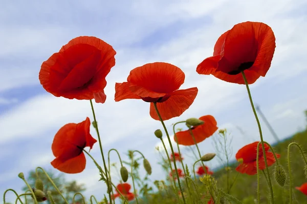 Flowerses, red poppy (Papaver) , close-up — Stock Photo, Image