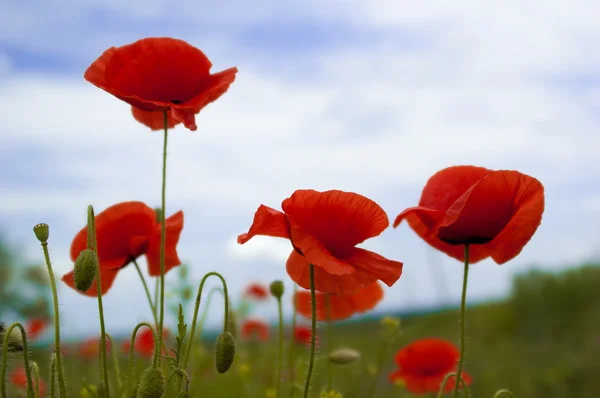 Flowerses, red poppy (Papaver) , close-up — Stock Photo, Image