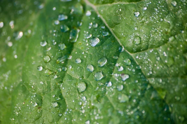 Çimlerin üzerindeki çiy tanesi