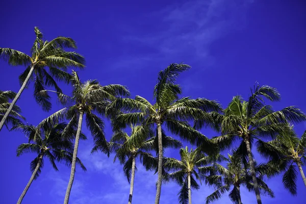 Coconut palms and blue skies — Stock Photo, Image