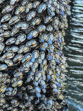 goose neck barnacles on a san diego pier clipart