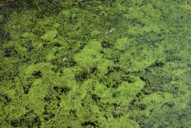 Bataklık suyu ile duckweed