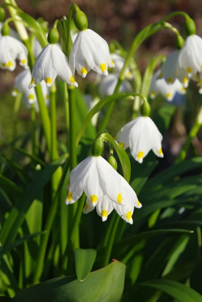 Fiori di bucaneve — Foto Stock